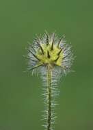 Image of small teasel