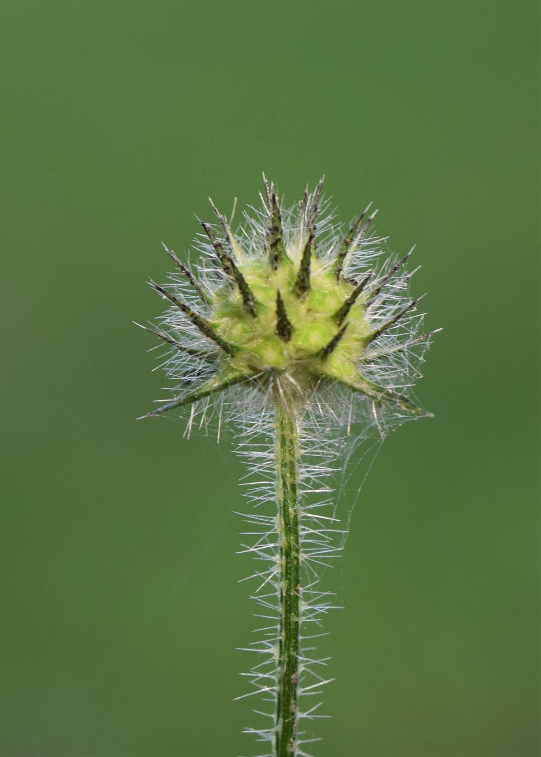 Image of small teasel