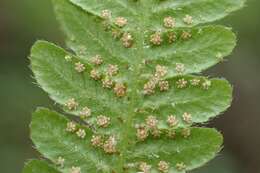 Image of Beech Fern