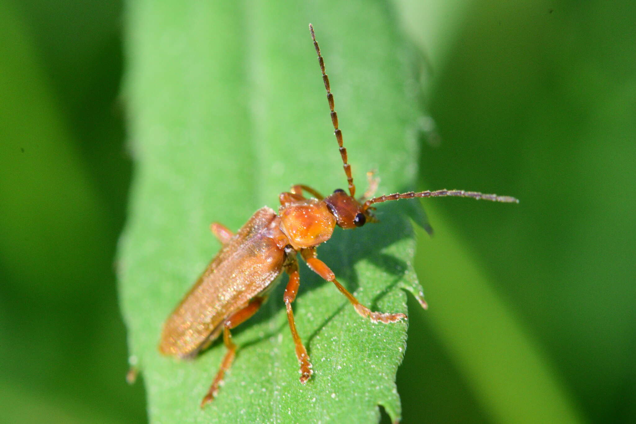 Image de Cantharis rufa