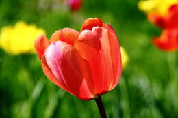 Image de tulipe