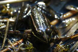 صورة Pelophylax esculentus