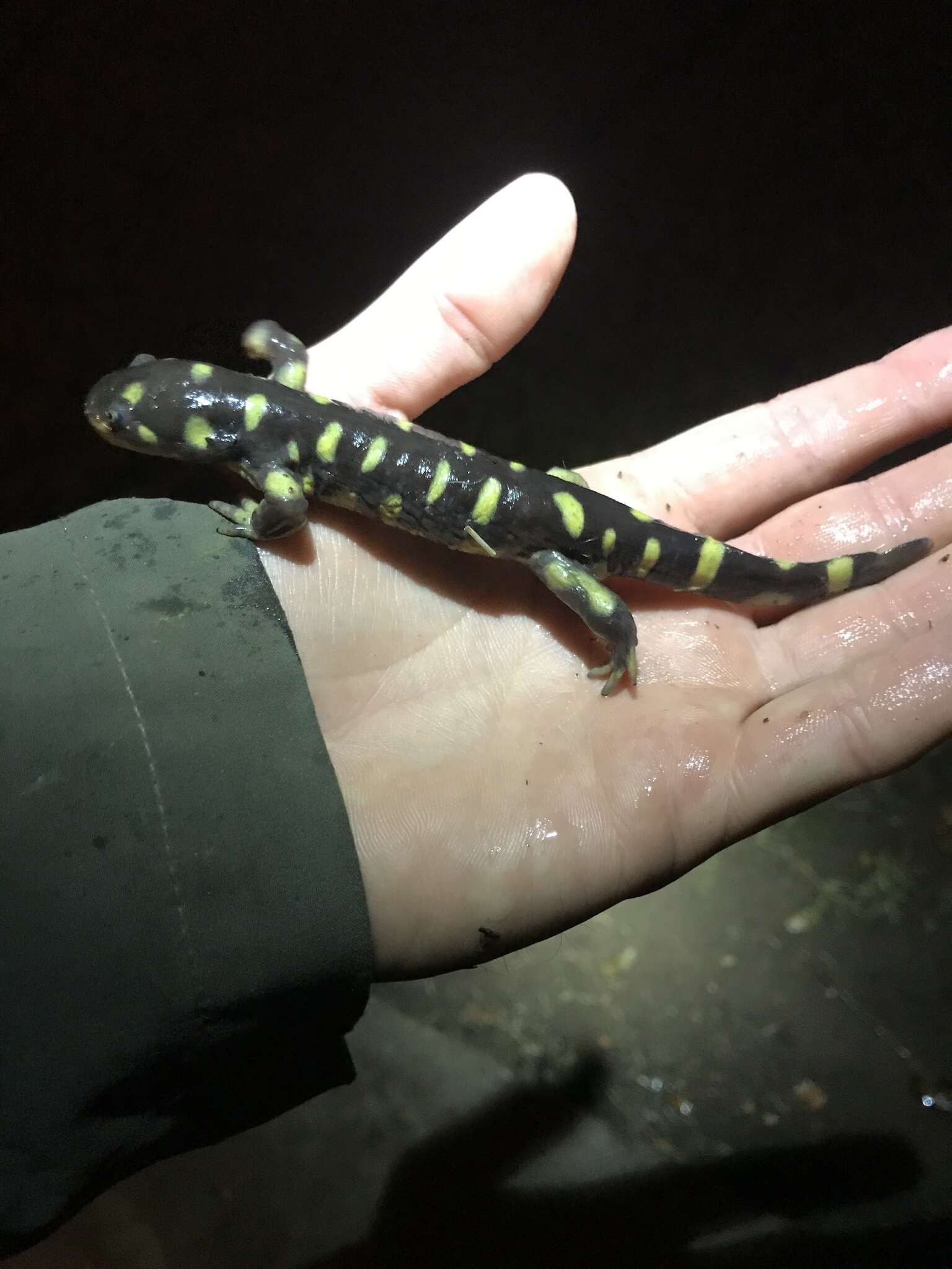 Image of Barred Tiger Salamander