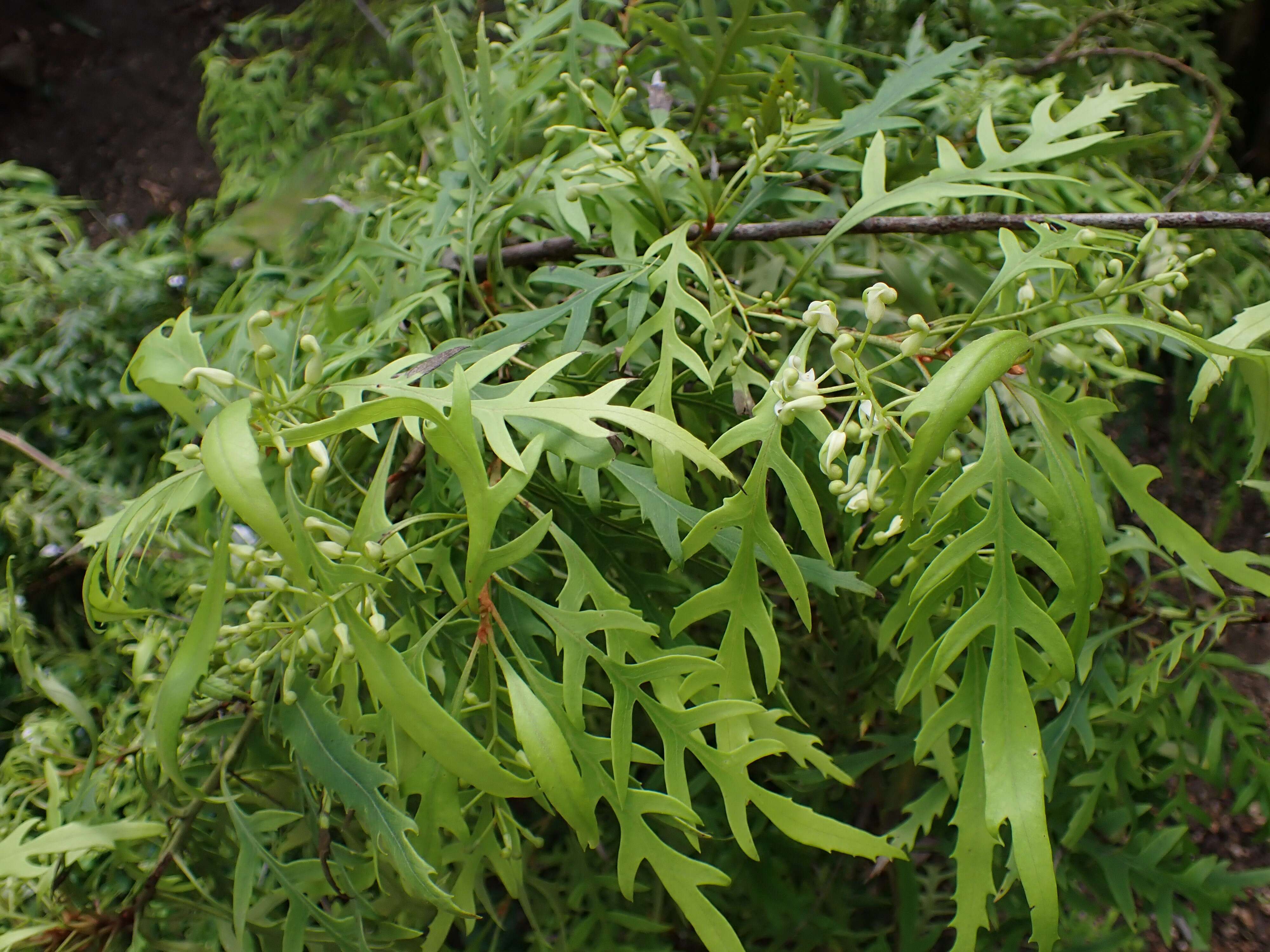 Lomatia myricoides (C. F. Gaertner) Domin的圖片