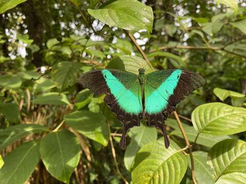 Image of Malabar Banded Peacock