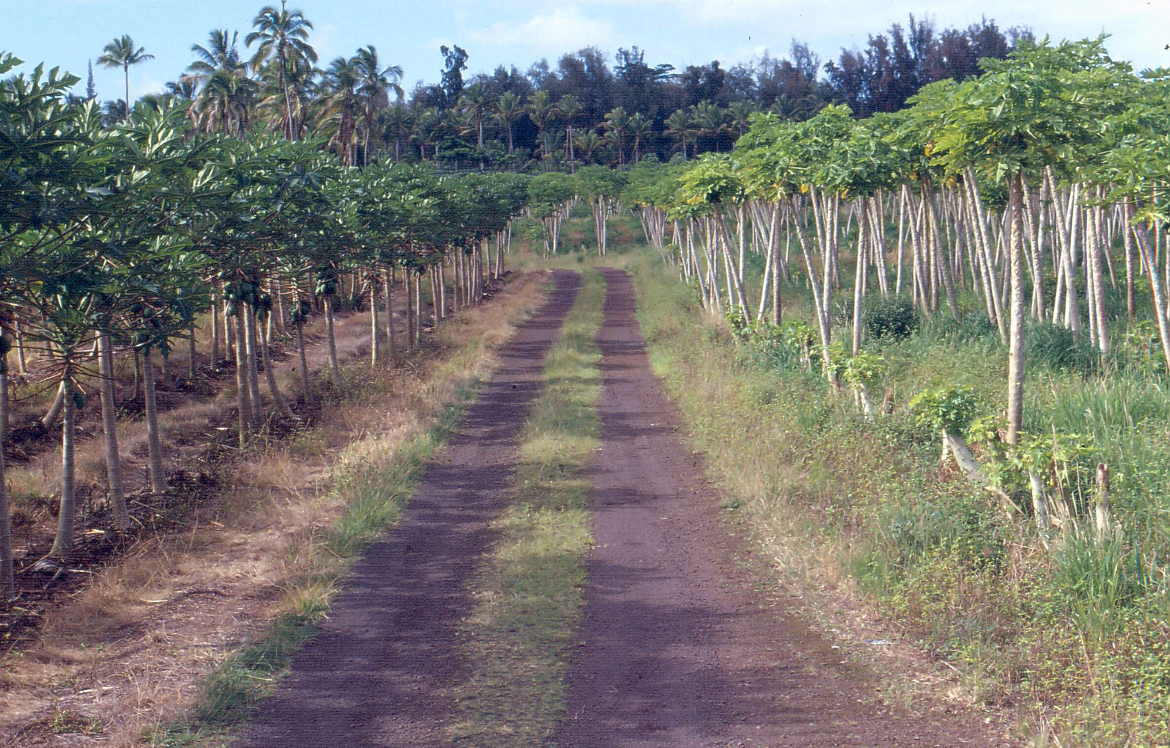 Sivun Papaya ringspot virus kuva