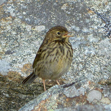 Image of Meadow Pipit