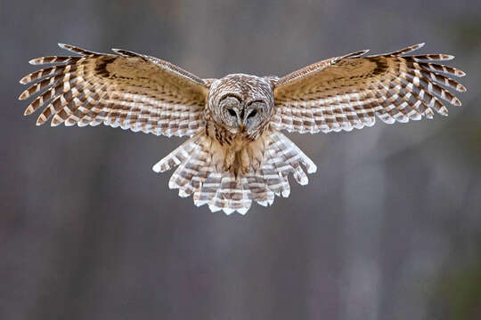 Image of Barred Owl