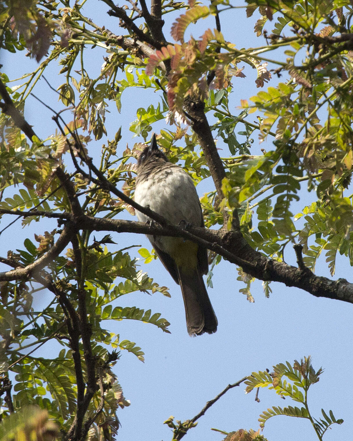 Image de Bulbul tricolore