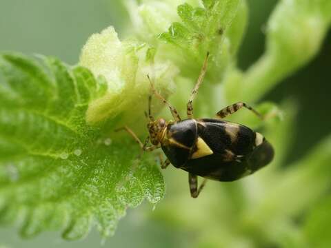 Image of Liocoris