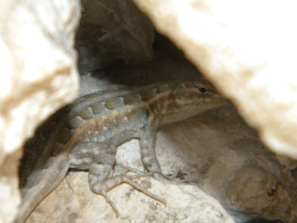 Image of Cozumel Spiny Lizard