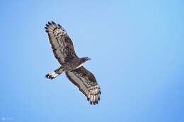 Image of Crested Honey Buzzard