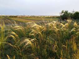 Image of European feather grass