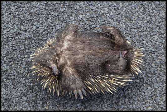 Image of Short-beaked Echidnas