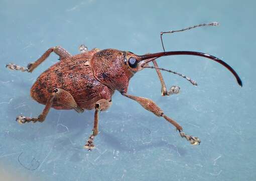 Image of Acorn weevil