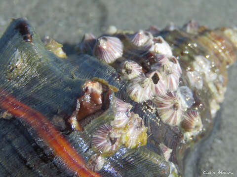 Image of Striped barnacle