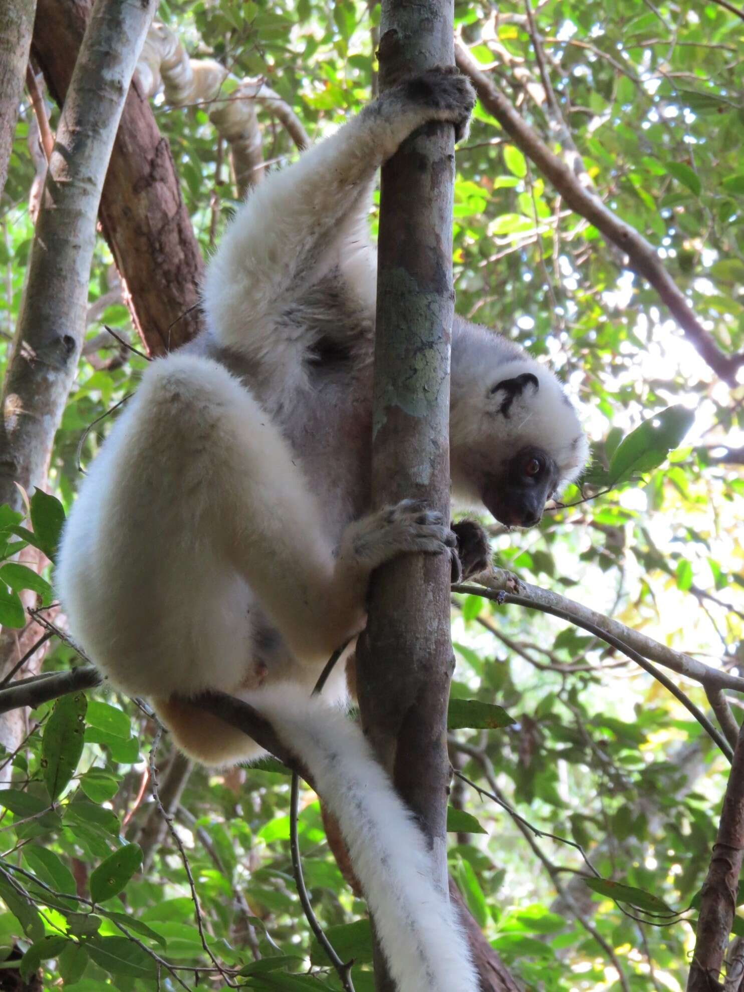 Image of Silky Sifaka