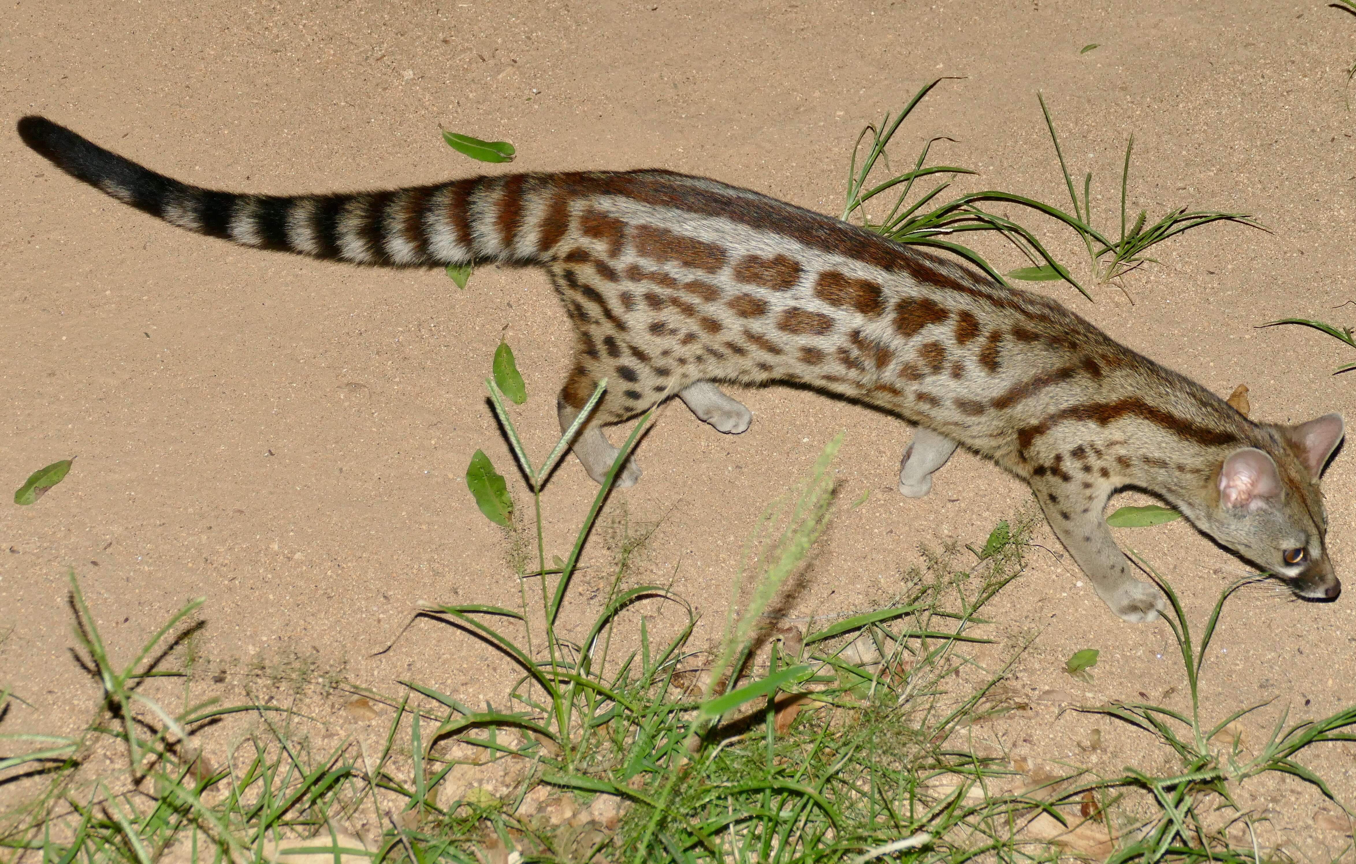 Image of Blotched Genet