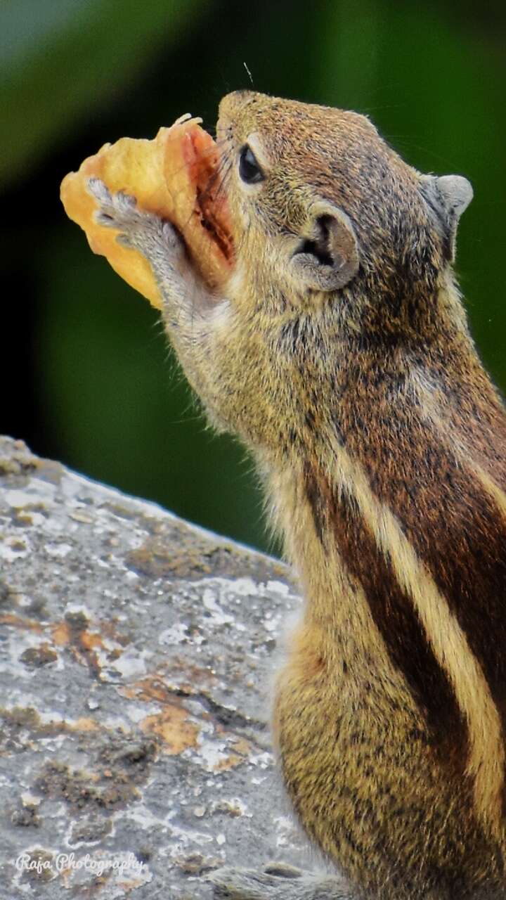 Image of Indian palm squirrel