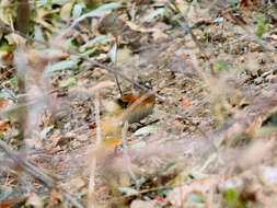 Image of Brambling