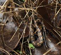 Image of Hump-nosed pit viper