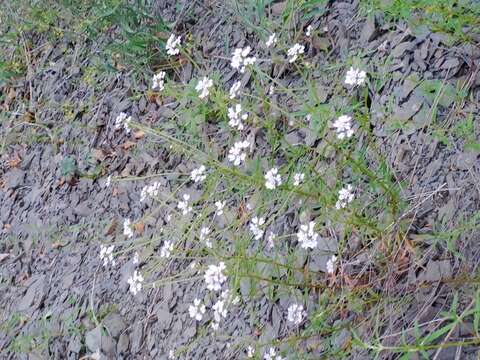 Image of Candytuft