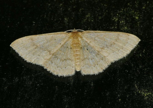 Image of Common Tan Wave