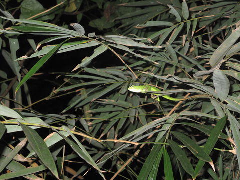 Image of Great Crested Canopy Lizard