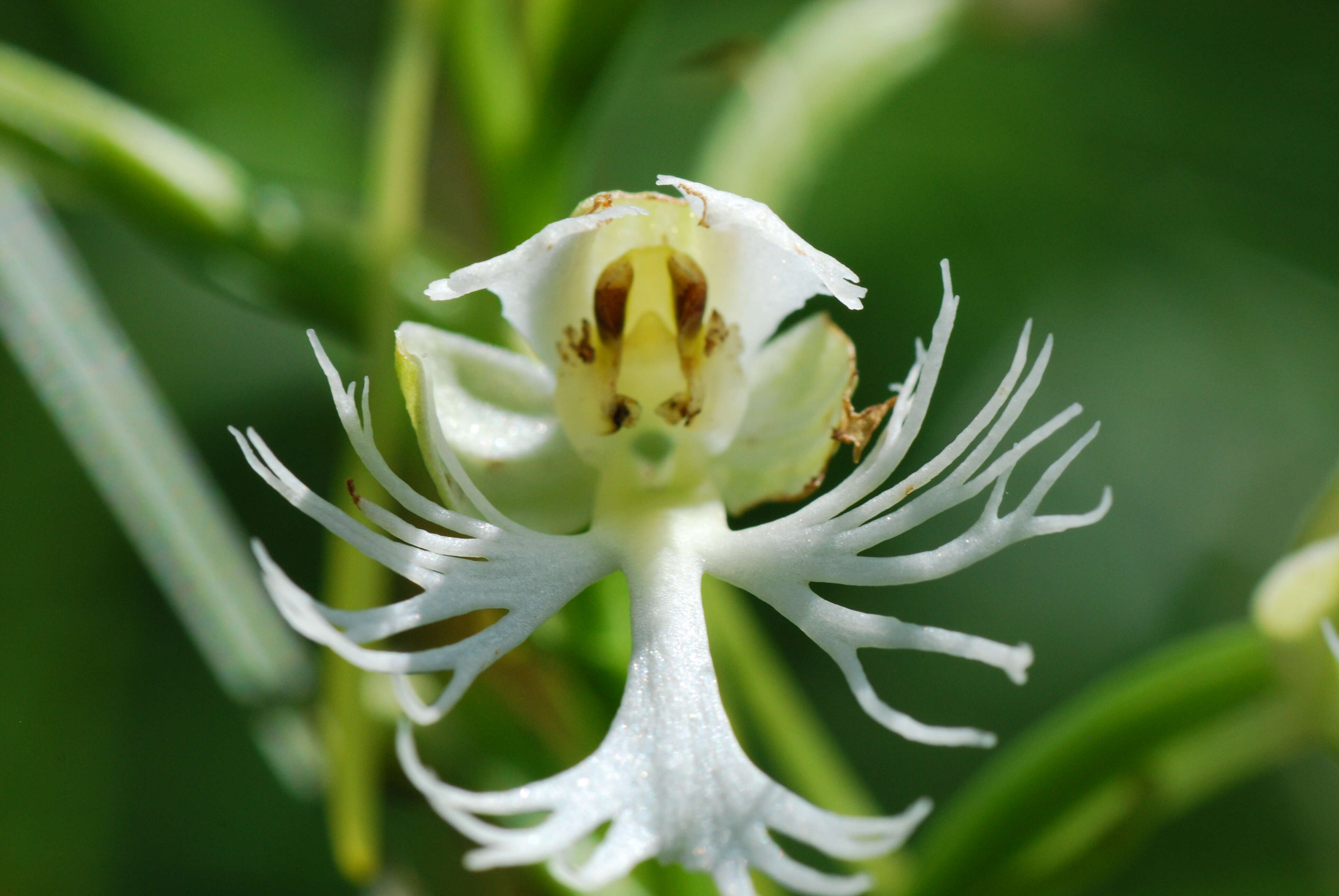 Image of Eastern prairie fringed orchid