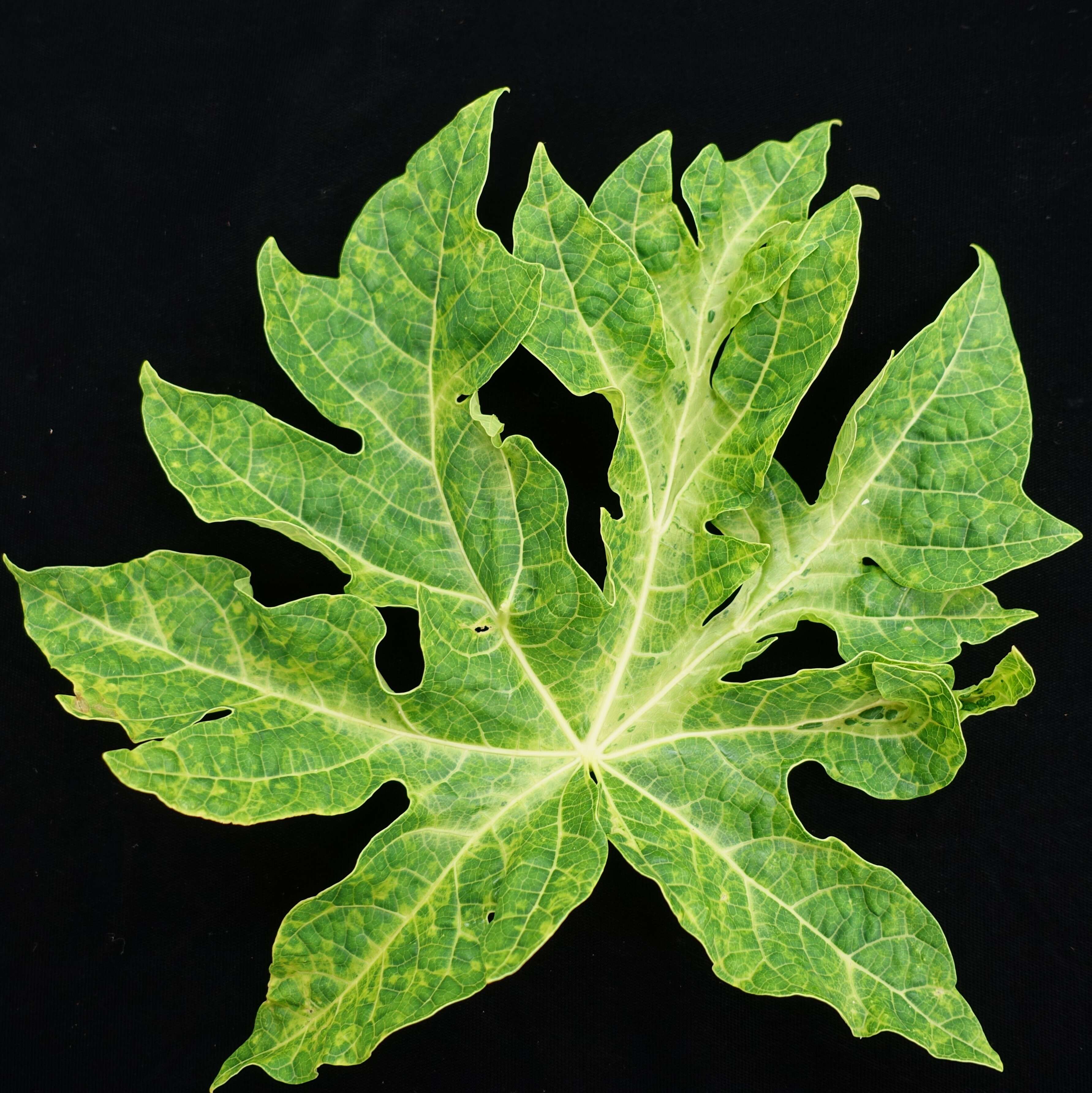 Image of Papaya ringspot virus