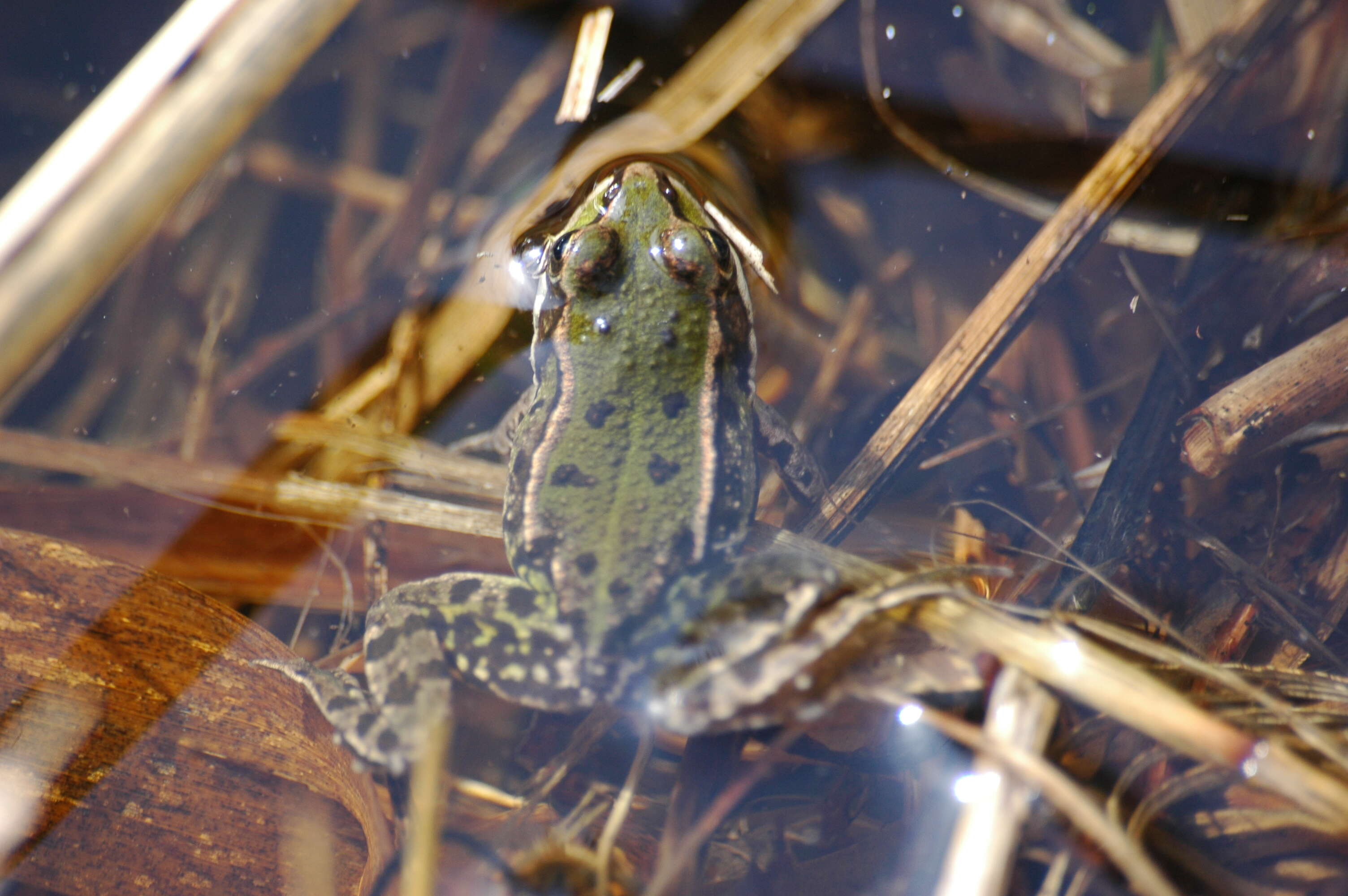 صورة Pelophylax esculentus