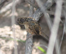 Image of Sedge Wren