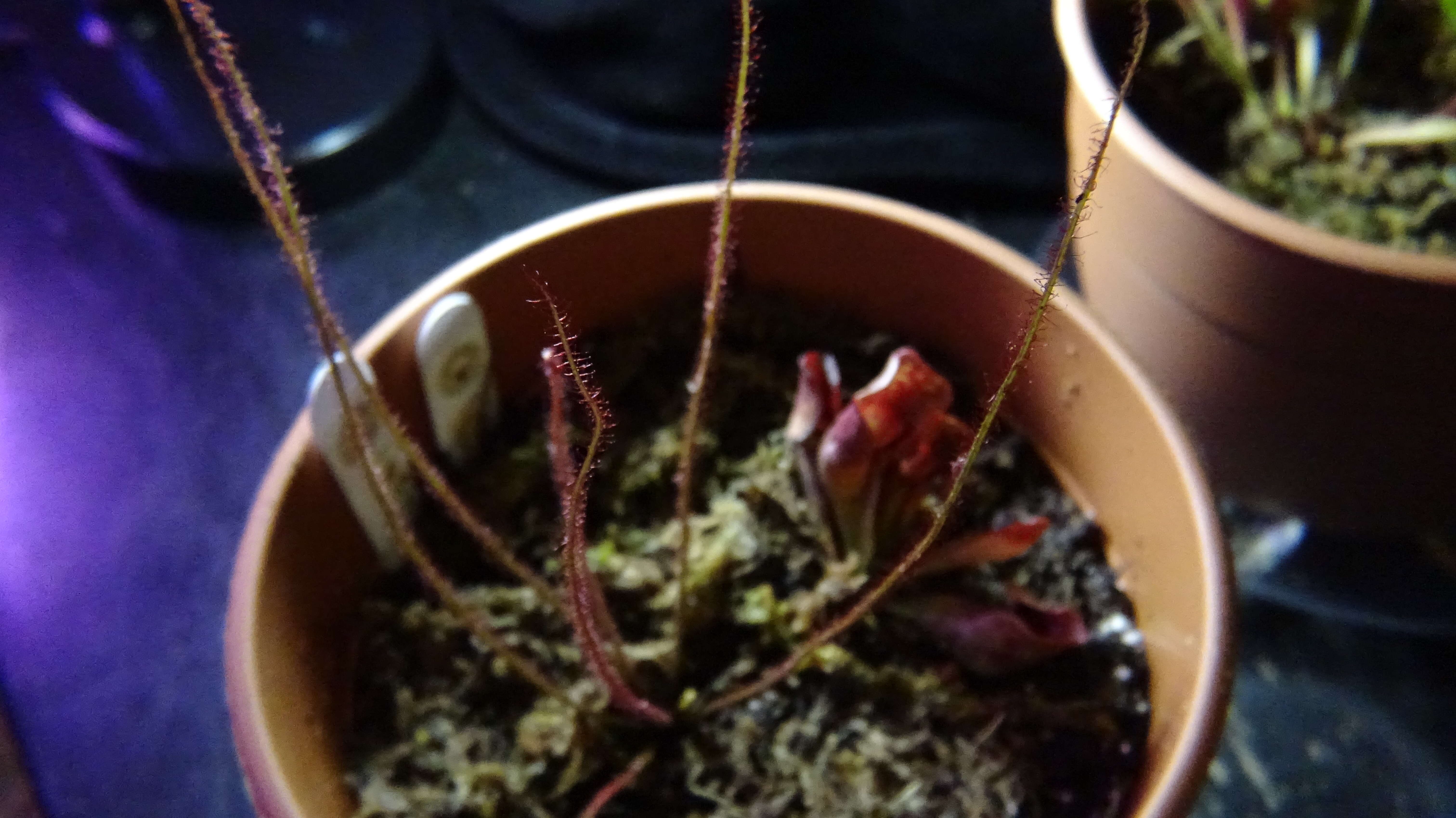 Image of purple pitcherplant