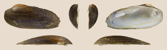 Image of Painter's Mussel