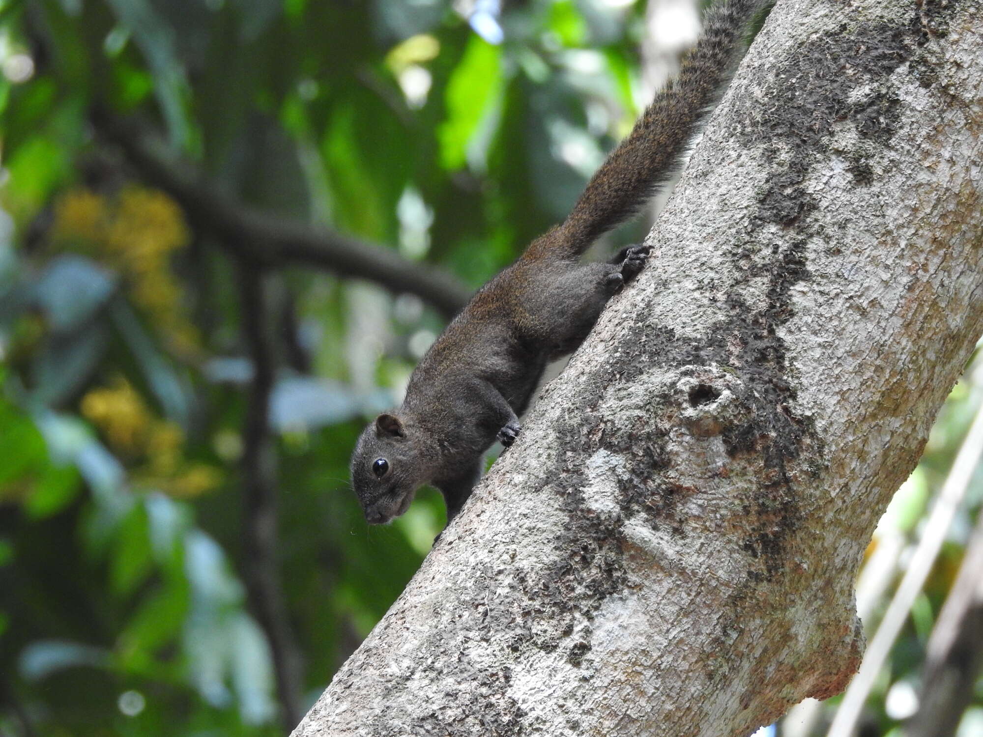 Image of Gray-bellied Squirrel