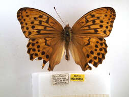 Image of Argynnis sagana