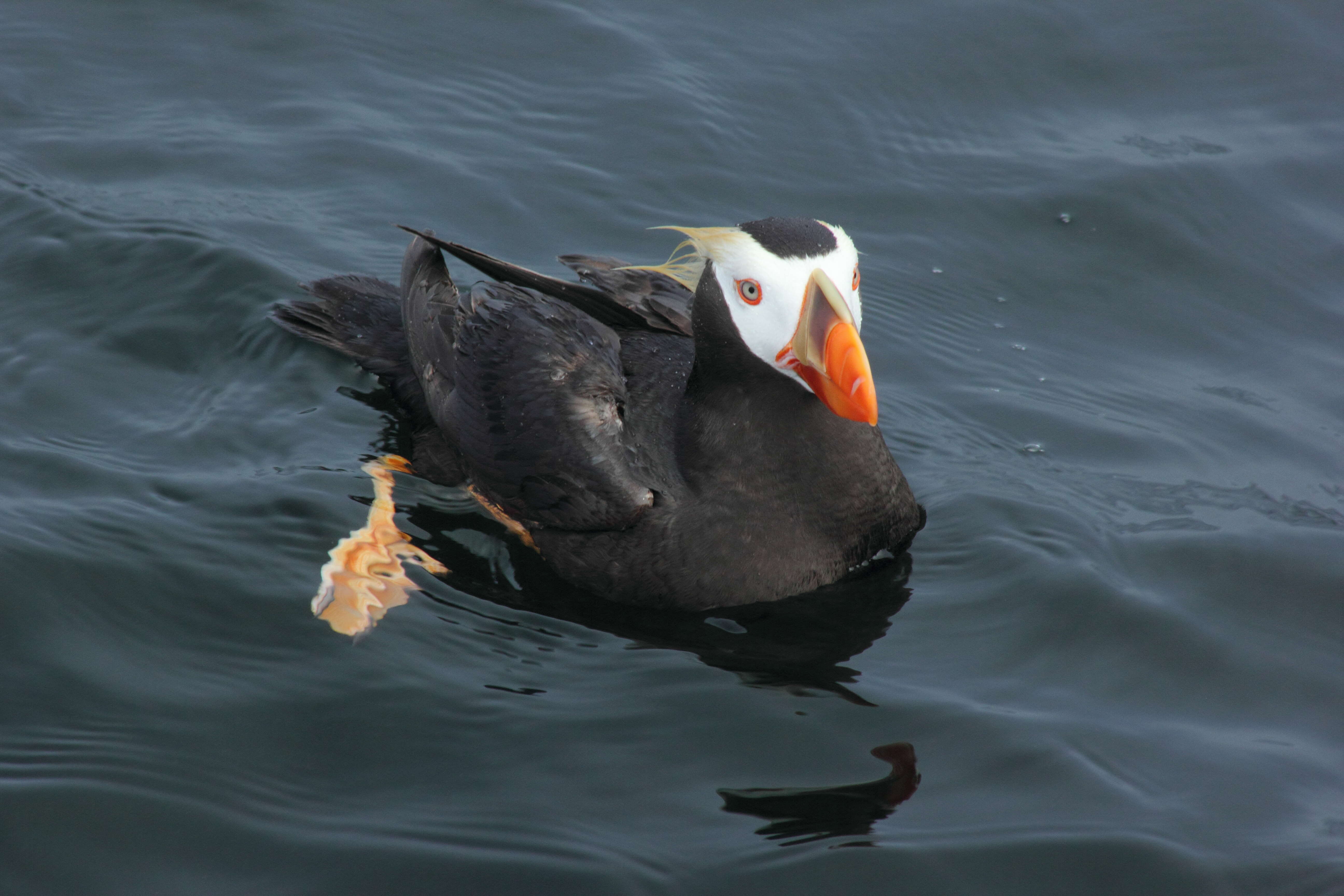 Image of Tufted Puffin