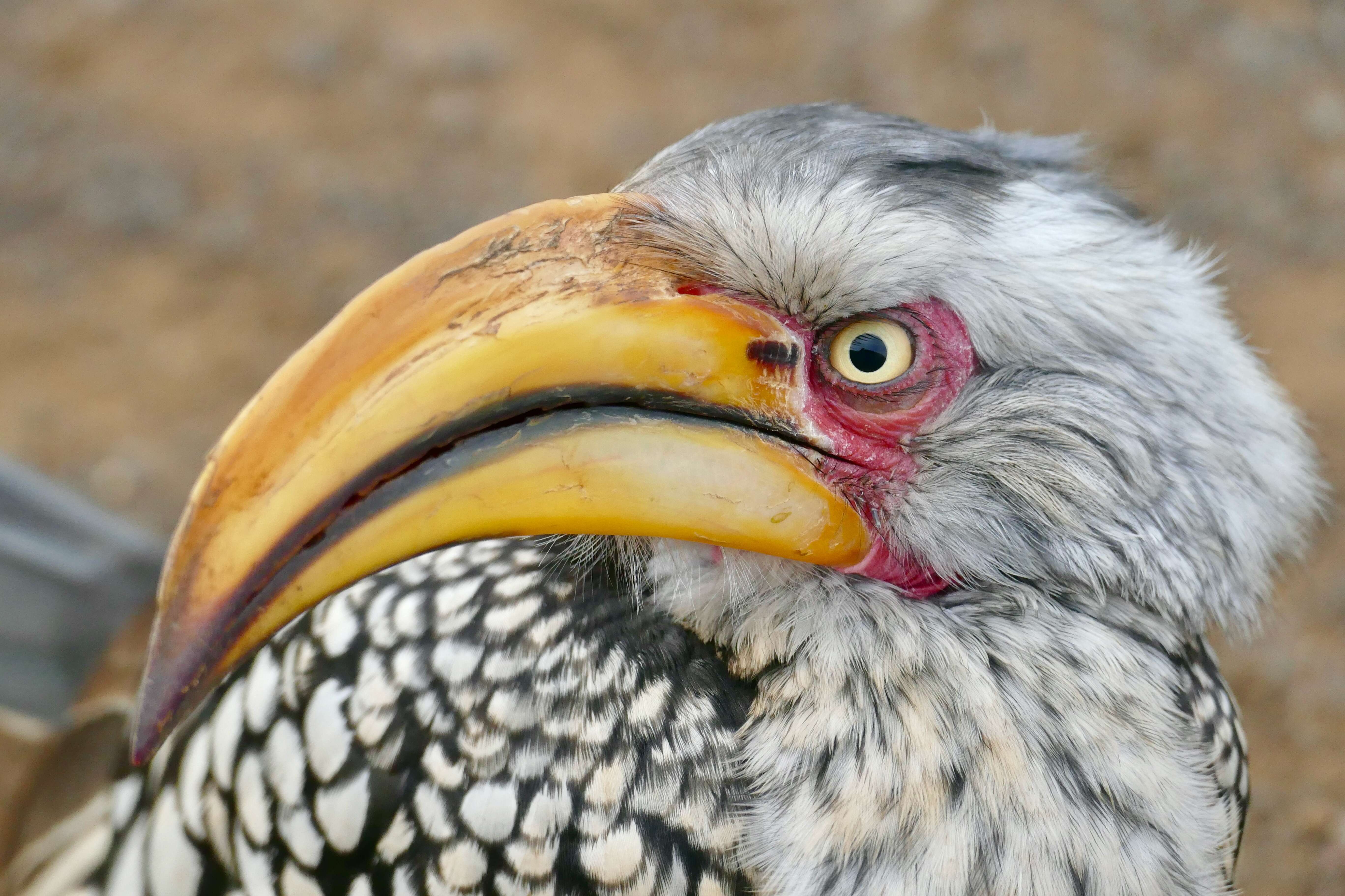 Image of Southern Yellow-billed Hornbill