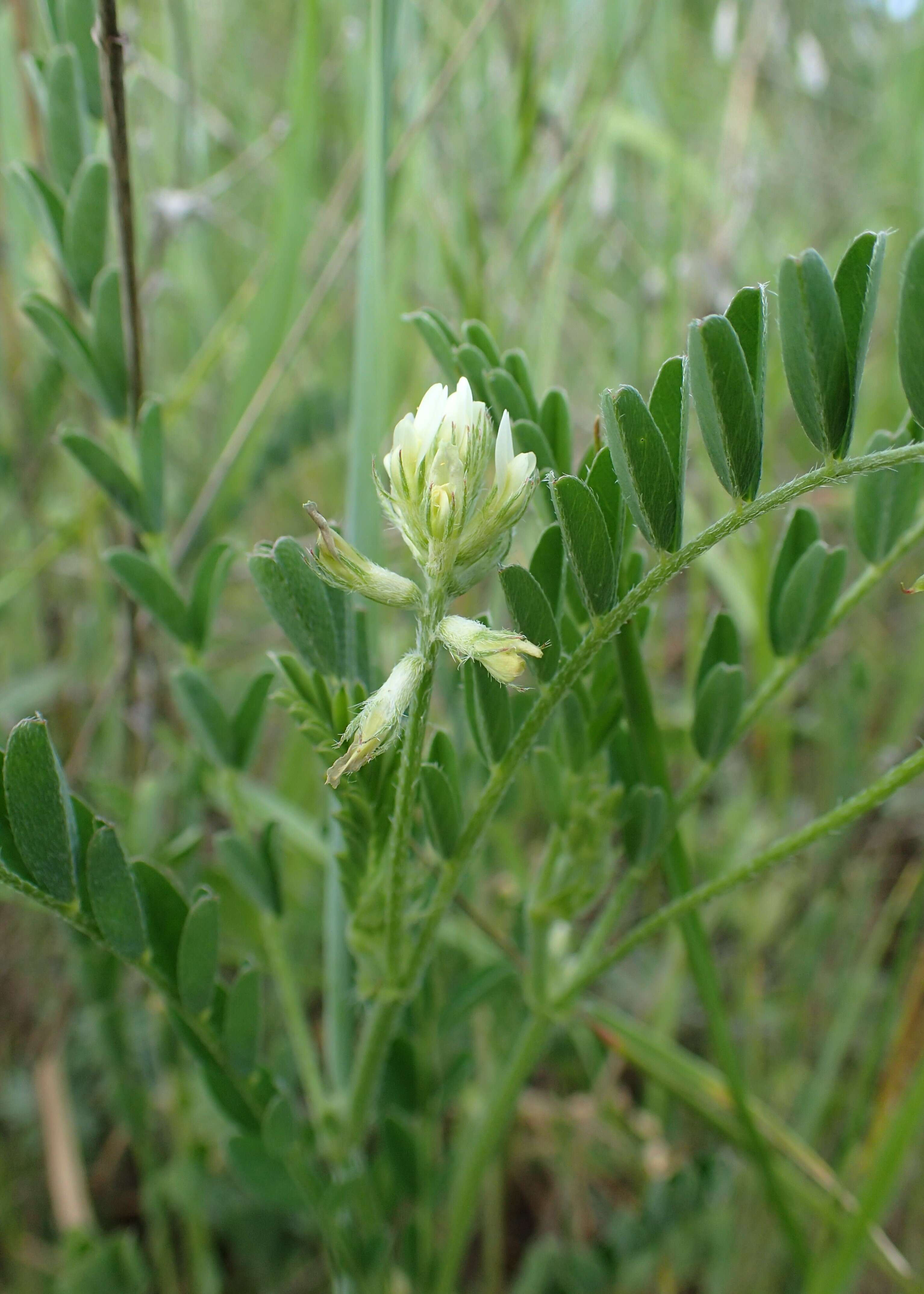 Imagem de Astragalus hamosus L.