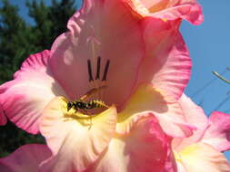 Image of European Paper Wasp