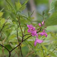 Image of Rhododendron albrechtii Maxim.