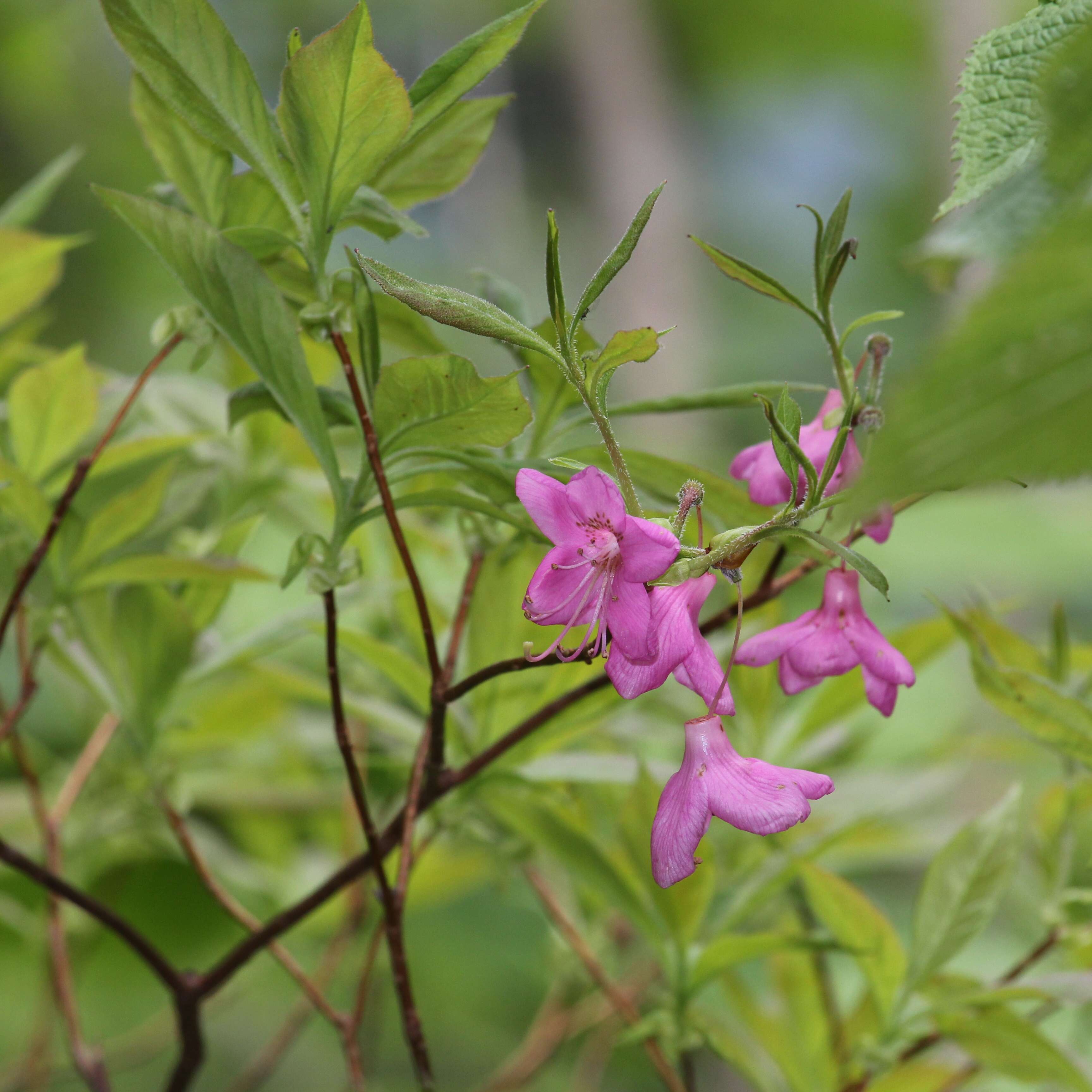 Image of Rhododendron albrechtii Maxim.