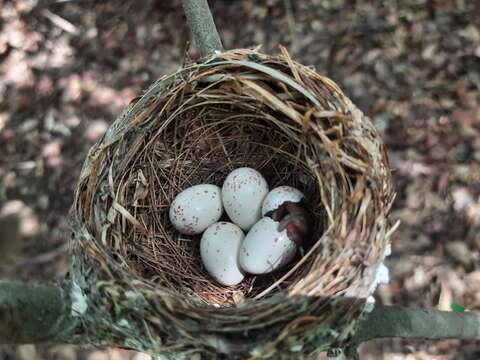 Image of Asian Paradise-Flycatcher