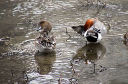 Image of Eurasian Wigeon