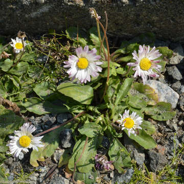 Image of Daisy