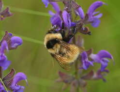 Image of Armenian Bumble Bee