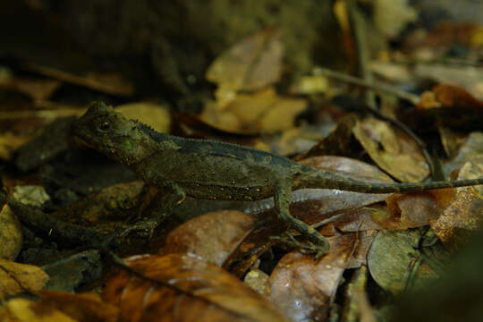 Sivun Acanthosaura coronata Günther 1861 kuva