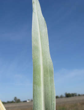 Image de Panicum coloratum L.