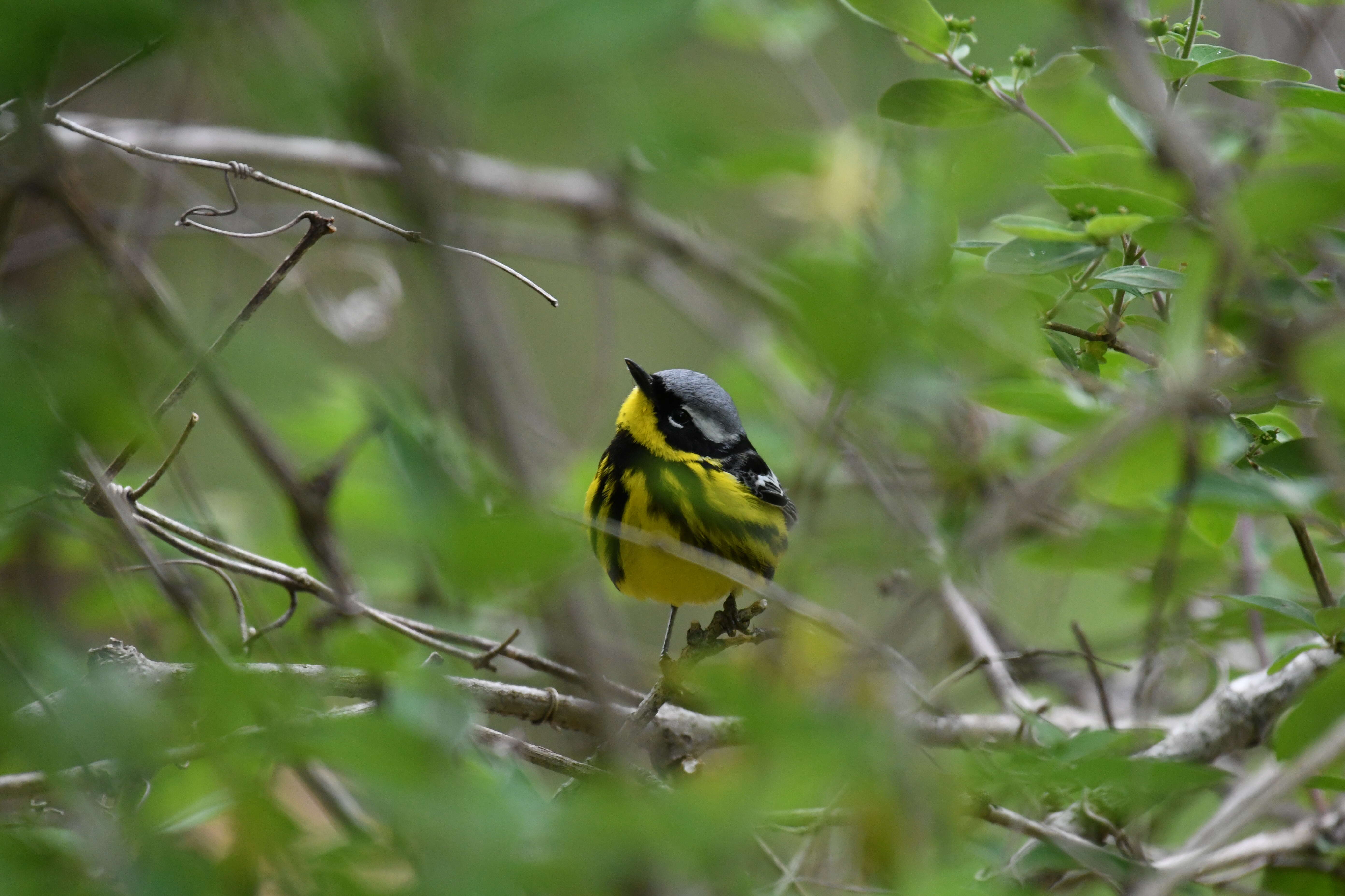 Image of Magnolia Warbler