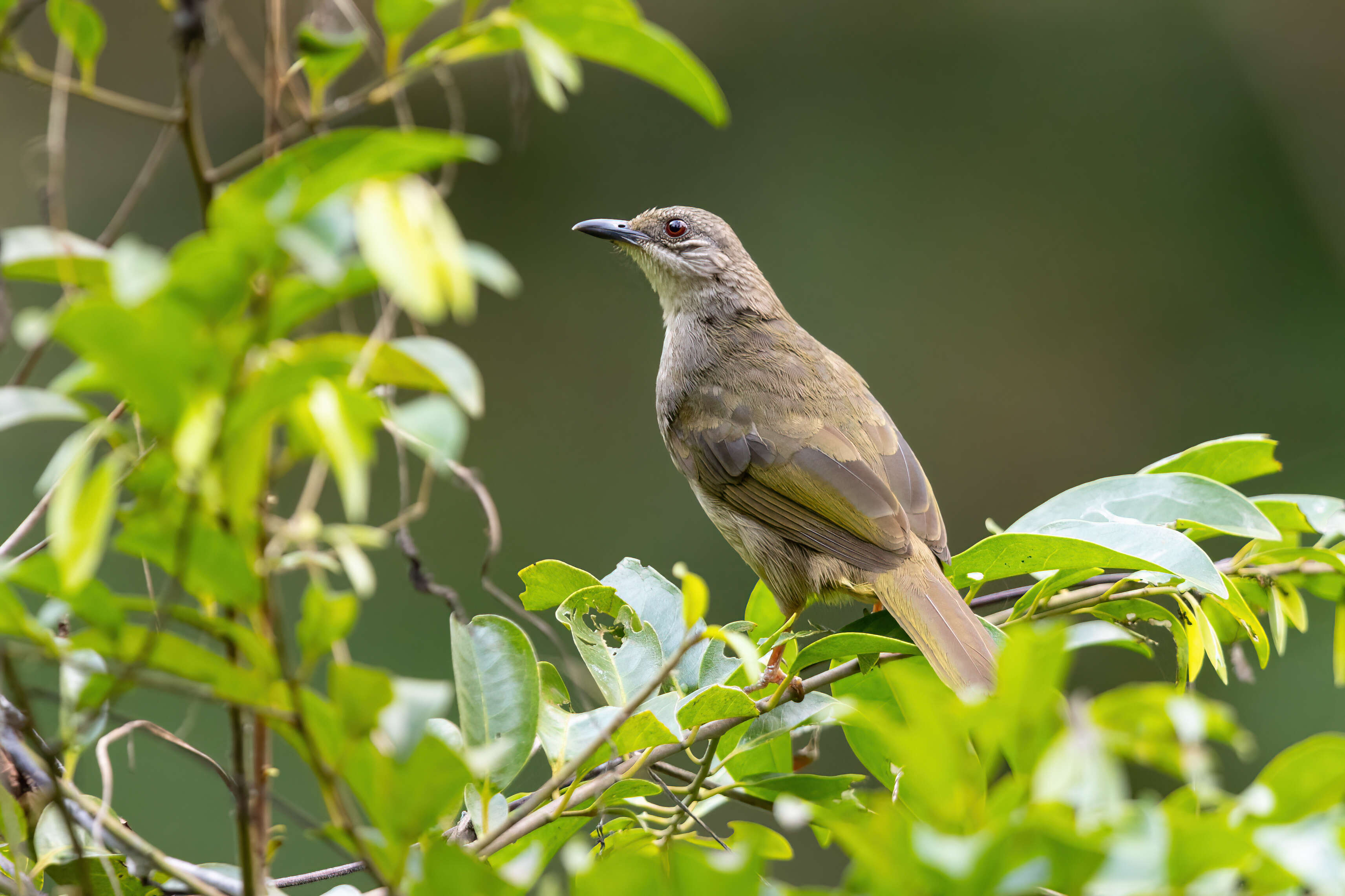 Image of Olive-winged Bulbul